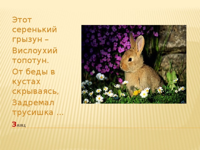Этот серенький грызун – Вислоухий топотун. От беды в кустах скрываясь, Задремал трусишка ... з аяц   