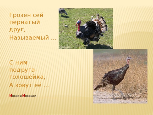 Грозен сей пернатый друг, Называемый ...   С ним подруга-голошейка, А зовут её ...  и ндюк и и ндюшка    