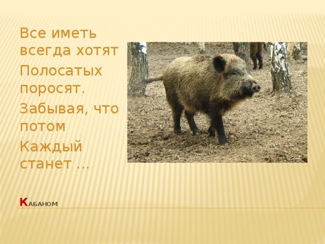 Все иметь всегда хотят Полосатых поросят. Забывая, что потом Каждый станет ... к абаном   