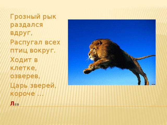 Грозный рык раздался вдруг, Распугал всех птиц вокруг. Ходит в клетке, озверев, Царь зверей, короче … л ев   