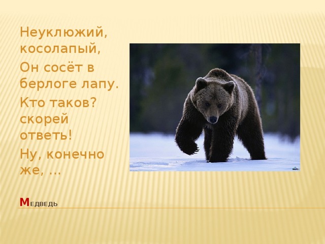Неуклюжий, косолапый, Он сосёт в берлоге лапу. Кто таков? скорей ответь! Ну, конечно же, ... м едведь   
