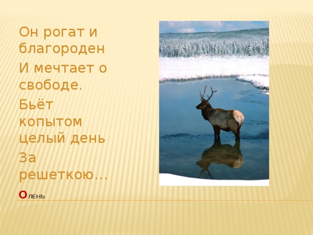 Он рогат и благороден И мечтает о свободе. Бьёт копытом целый день За решеткою… о лень   