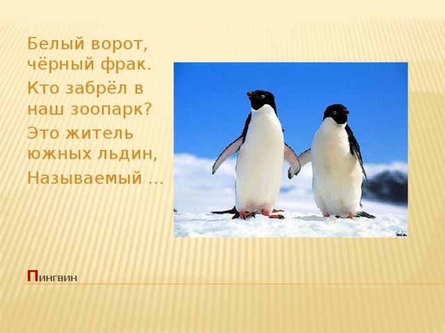 Белый ворот, чёрный фрак. Кто забрёл в наш зоопарк? Это житель южных льдин, Называемый ... п ингвин   