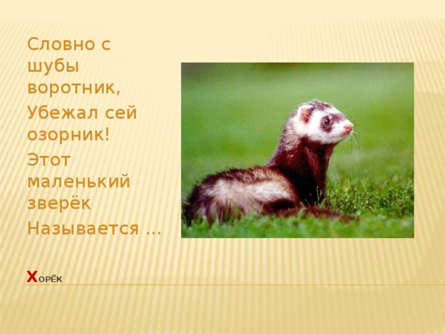 Словно с шубы воротник, Убежал сей озорник! Этот маленький зверёк Называется ... х орёк   