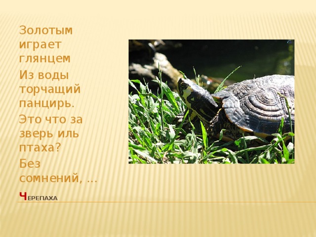 Золотым играет глянцем Из воды торчащий панцирь. Это что за зверь иль птаха? Без сомнений, ... ч ерепаха   