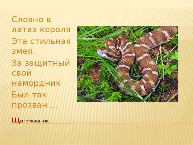 Словно в латах короля Эта стильная змея. За защитный свой намордник Был так прозван ... щ итомордник   