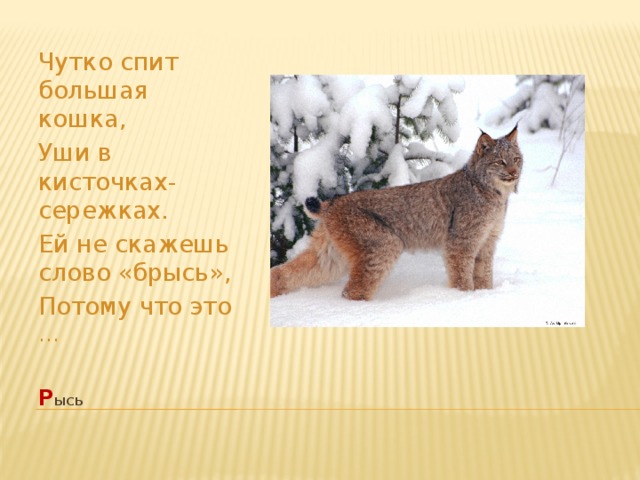 Чутко спит большая кошка, Уши в кисточках-сережках. Ей не скажешь слово «брысь», Потому что это ... р ысь   