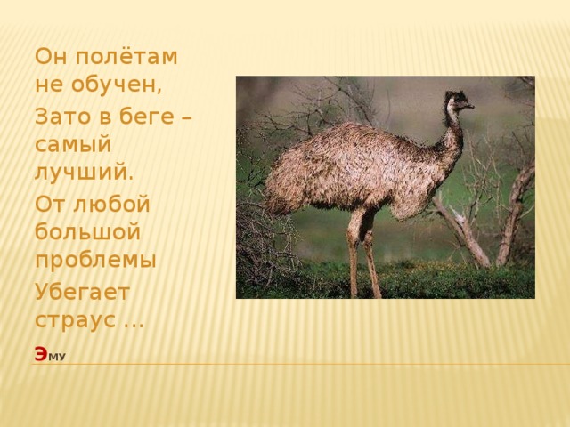 Он полётам не обучен, Зато в беге – самый лучший. От любой большой проблемы Убегает страус ... э му   