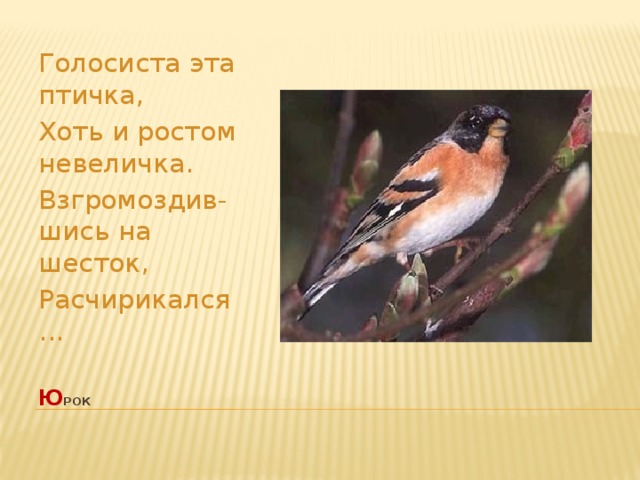 Голосиста эта птичка, Хоть и ростом невеличка. Взгромоздив-шись на шесток, Расчирикался ... ю рок   