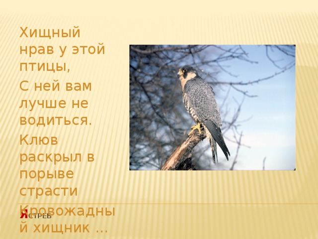 Хищный нрав у этой птицы, С ней вам лучше не водиться. Клюв раскрыл в порыве страсти Кровожадный хищник ... я стреб   
