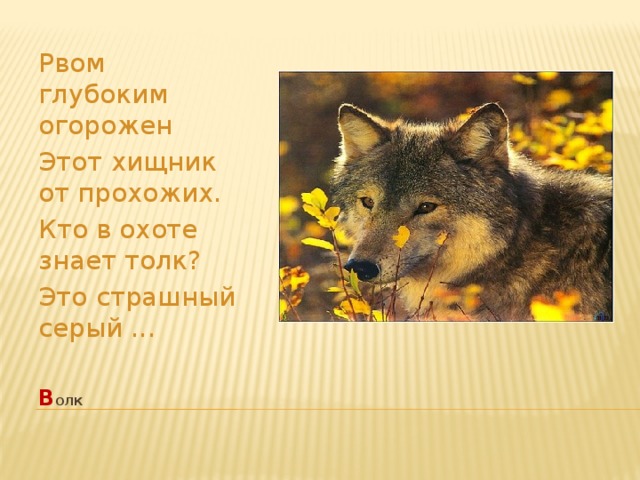 Рвом глубоким огорожен Этот хищник от прохожих. Кто в охоте знает толк? Это страшный серый ... В олк   