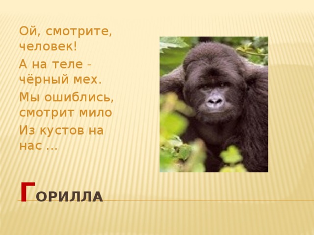 Ой, смотрите, человек! А на теле - чёрный мех. Мы ошиблись, смотрит мило Из кустов на нас ... г орилла 