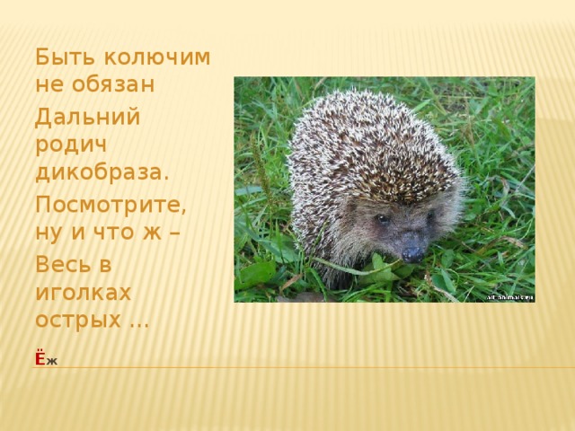 Быть колючим не обязан Дальний родич дикобраза. Посмотрите, ну и что ж – Весь в иголках острых ... ё ж   