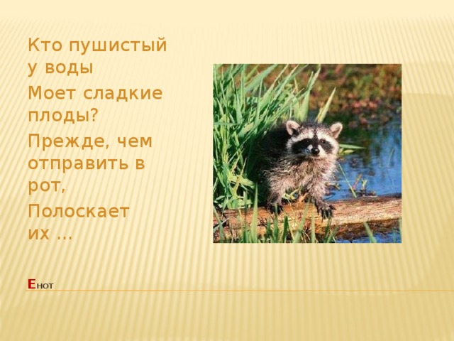 Кто пушистый у воды Моет сладкие плоды? Прежде, чем отправить в рот, Полоскает их ... Е нот   