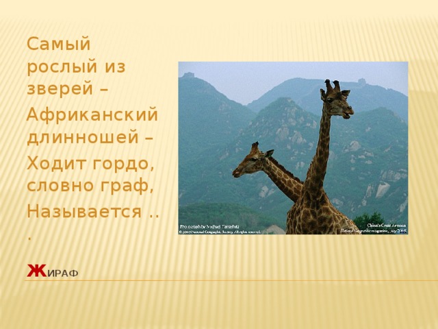 Самый рослый из зверей – Африканский длинношей – Ходит гордо, словно граф, Называется ... ж ираф   