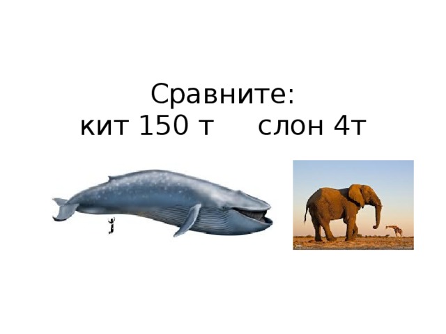 Сравните:  кит 150 т слон 4т 