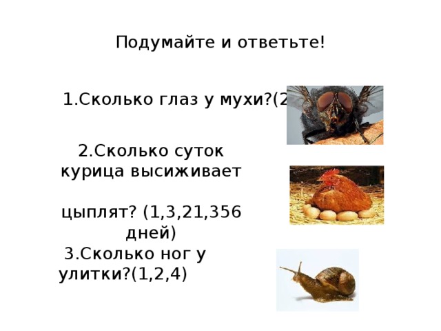 Подумайте и ответьте! 1.Сколько глаз у мухи?(2,4,5) 2.Сколько суток курица высиживает  цыплят? (1,3,21,356 дней)  3.Сколько ног у улитки?(1,2,4) 