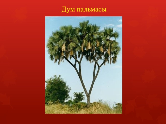 Дум пальмасы 