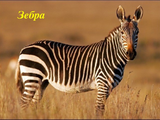 Зебра 