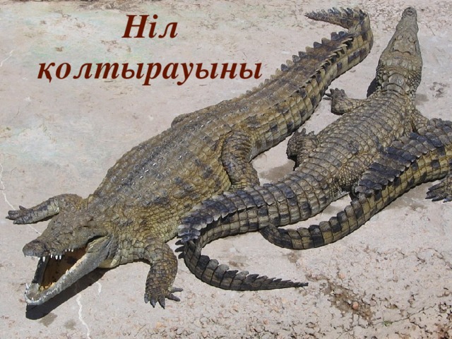 Ніл қолтырауыны 