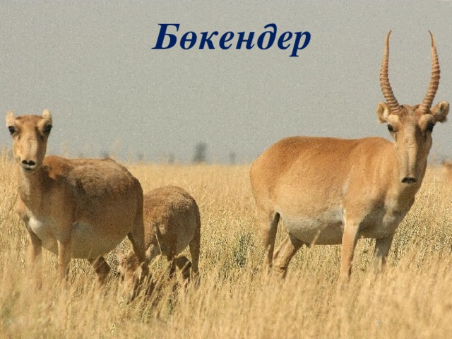 Бөкендер 