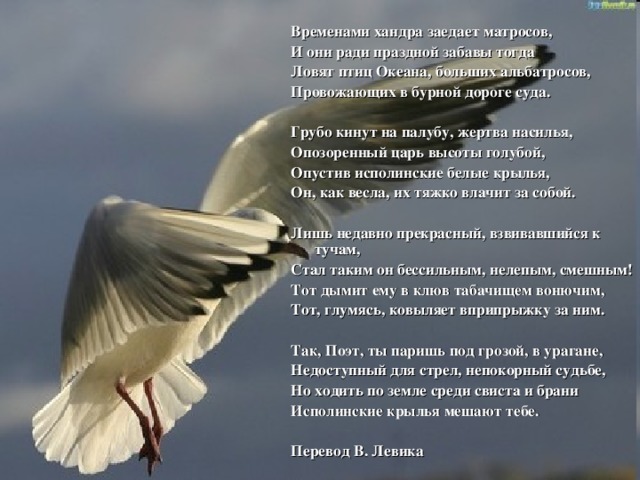 Временами хандра заедает матросов, И они ради праздной забавы тогда Ловят птиц Океана, больших альбатросов, Провожающих в бурной дороге суда.  Грубо кинут на палубу, жертва насилья, Опозоренный царь высоты голубой, Опустив исполинские белые крылья, Он, как весла, их тяжко влачит за собой.  Лишь недавно прекрасный, взвивавшийся к тучам, Стал таким он бессильным, нелепым, смешным! Тот дымит ему в клюв табачищем вонючим, Тот, глумясь, ковыляет вприпрыжку за ним.  Так, Поэт, ты паришь под грозой, в урагане, Недоступный для стрел, непокорный судьбе, Но ходить по земле среди свиста и брани Исполинские крылья мешают тебе.  Перевод В. Левика 