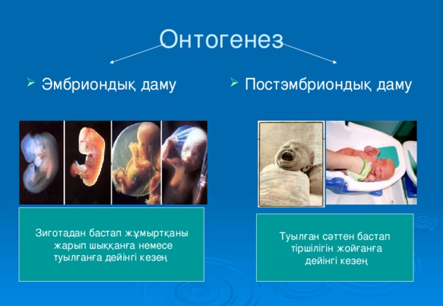 Онтогенез сатылары презентация