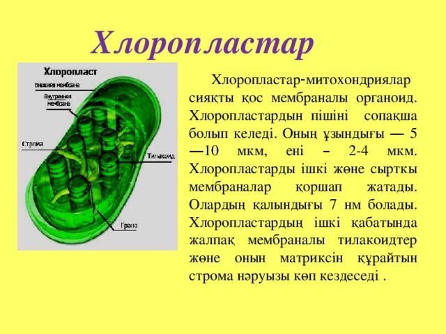 Хлоропластар Хлоропластар - митохондриялар сияқты қос мембраналы органоид. Хлоропластардын пішіні сопақша болып келеді. Оның ұзындығы — 5 — 10 мкм, ені – 2-4 мкм. Хлоропластарды ішкі жөне сырткы мембраналар қоршап жатады. Олардың қалындығы 7 нм болады. Хлоропластардың ішкі қабатында жалпақ мембраналы тилакоидтер жөне онын матриксін құрайтын строма нәруызы көп кездеседі . 