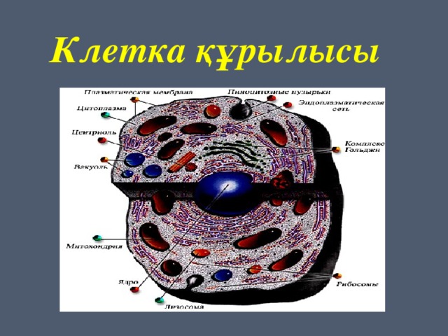 Полость в цитоплазме клетки 7 букв. Цитоплазма деген не. Жасушалар. Цитоплазма дегеніміз не. Органоидтар.