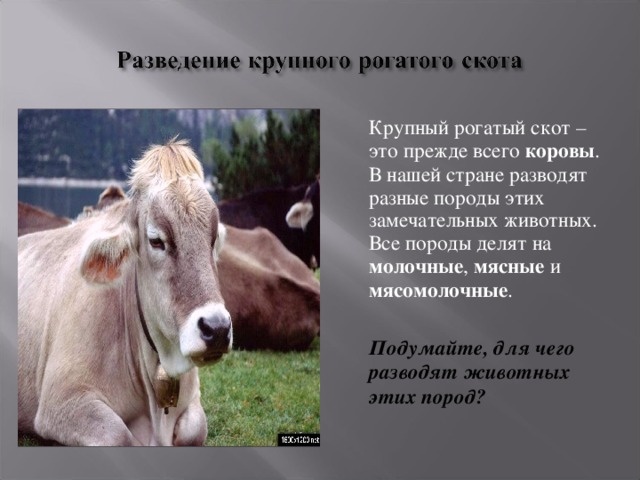 Проект животноводство в курской области 4 класс