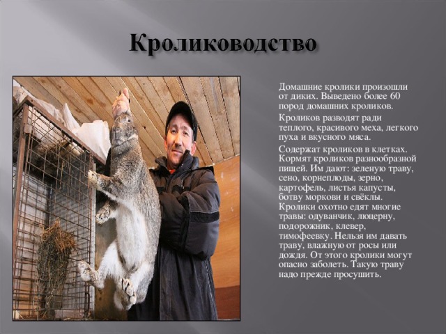  Домашние кролики произошли от диких. Выведено более 60 пород домашних кроликов.  Кроликов разводят ради теплого, красивого меха, легкого пуха и вкусного мяса.  Содержат кроликов в клетках. Кормят кроликов разнообразной пищей. Им дают: зеленую траву, сено, корнеплоды, зерно, картофель, листья капусты, ботву моркови и свёклы. Кролики охотно едят многие травы: одуванчик, люцерну, подорожник, клевер, тимофеевку. Нельзя им давать траву, влажную от росы или дождя. От этого кролики могут опасно заболеть. Такую траву надо прежде просушить. 