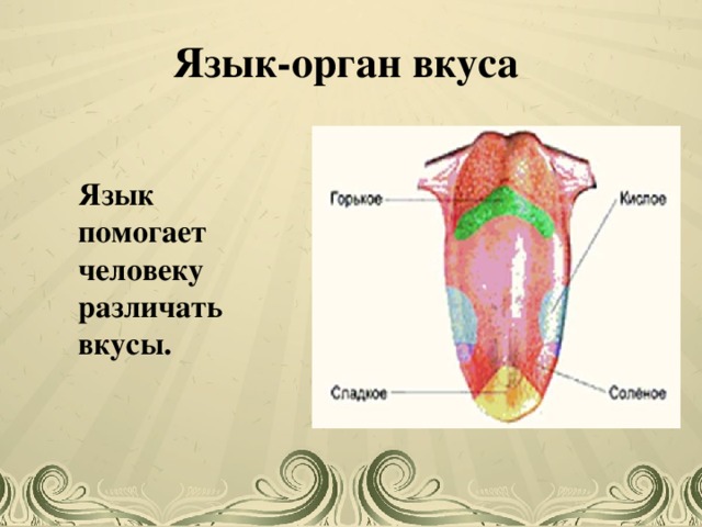 Нарисовать орган вкуса