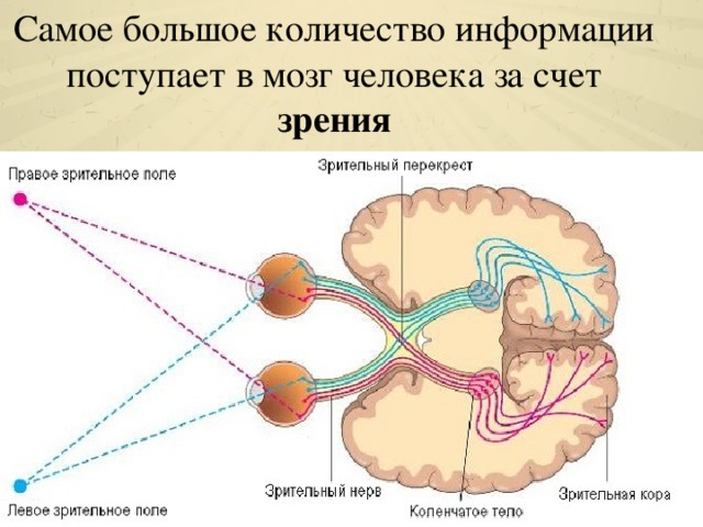 Схема анализатора зрения