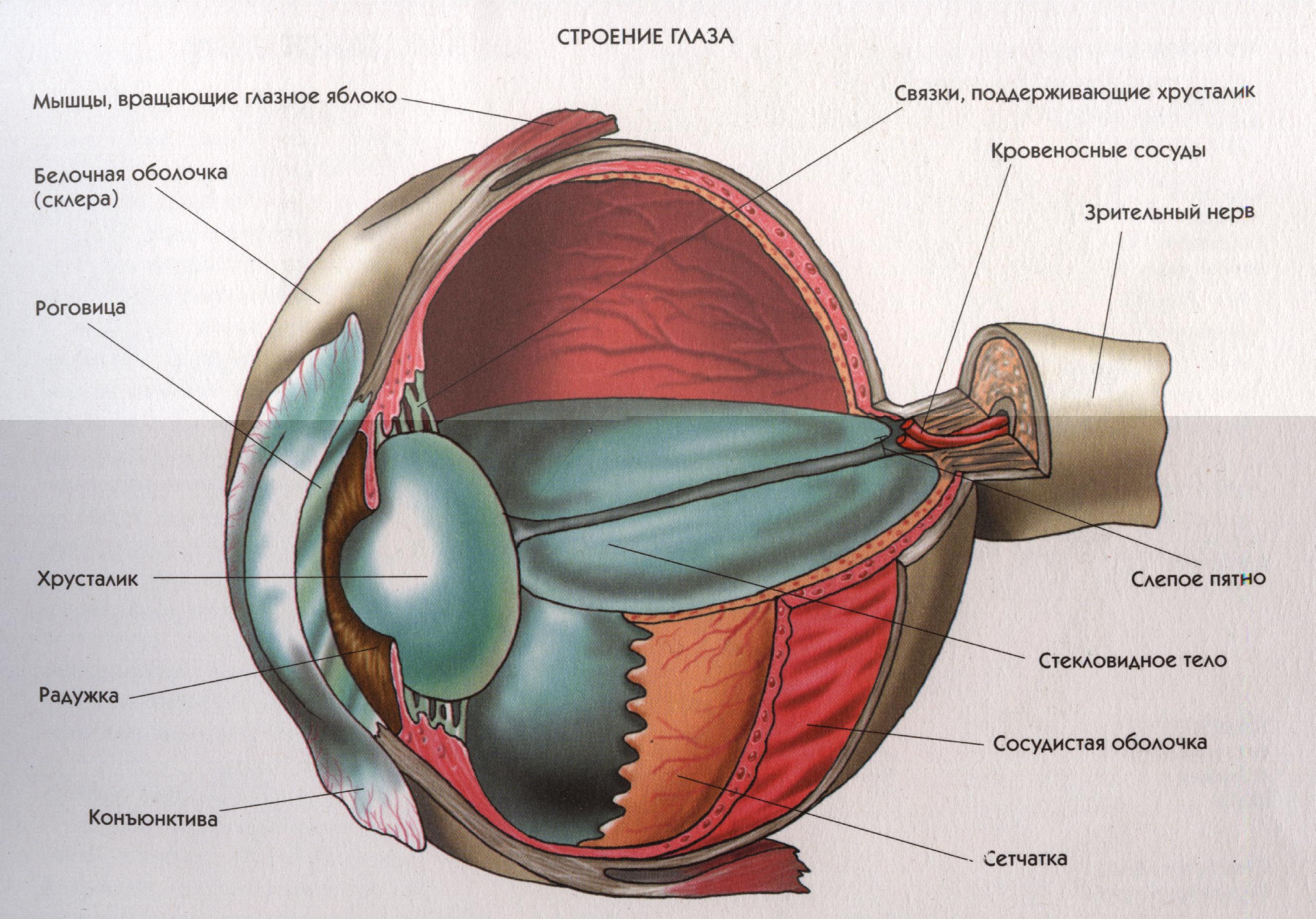 Строение глаза глазное яблоко. Строение глаза человека схема. Строение глаза человека анатомия. Внутреннее строение глаза. Схема строения глазного яблока человека.