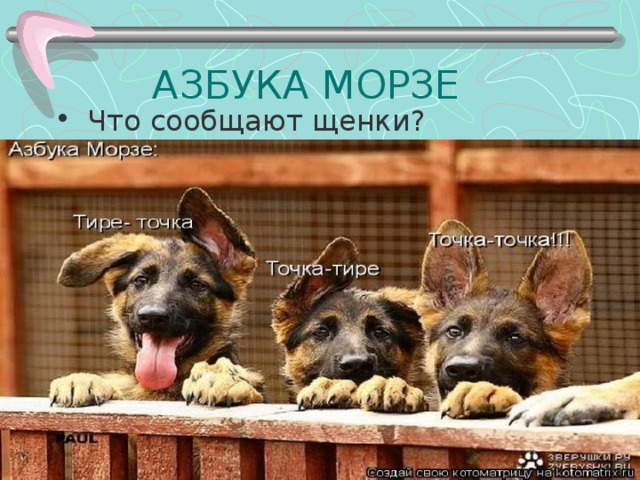  АЗБУКА МОРЗЕ  Что сообщают щенки?  