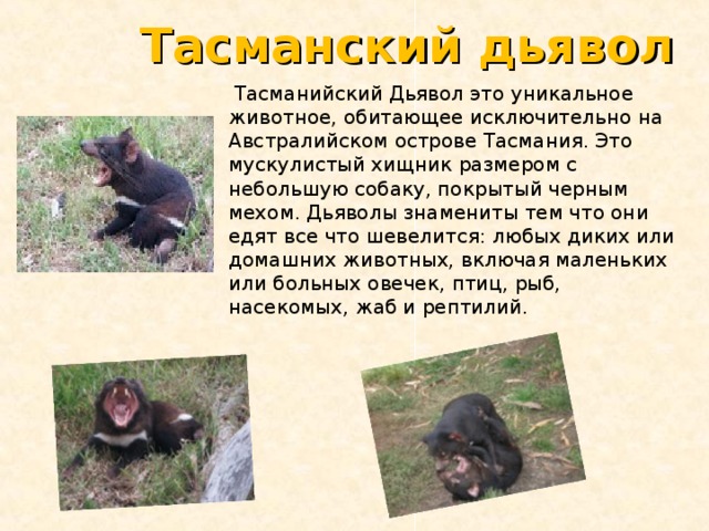 Тасманский дьявол презентация