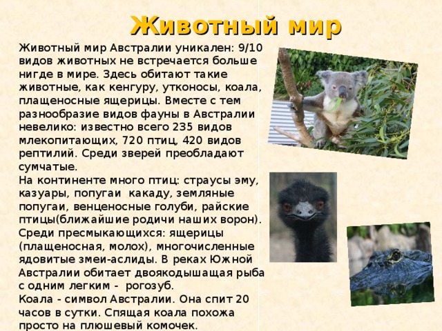 Доклад про животных австралии. Животные обитающие в австралии. Животные для презентации. Названия животных австралии. Животные обитающие в австралии.