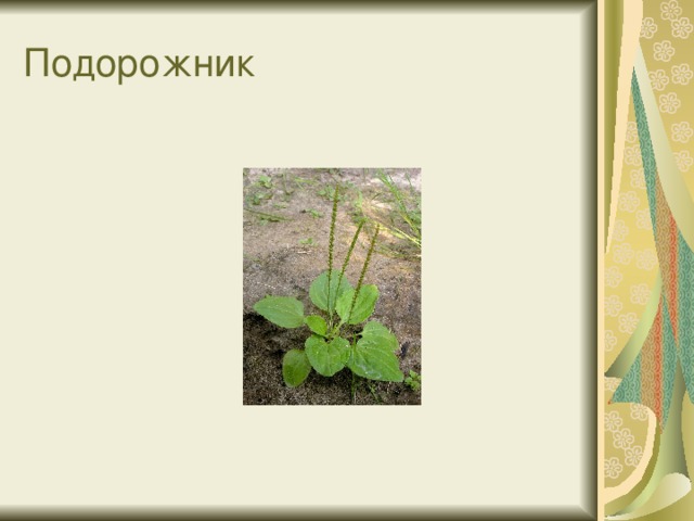 Презентация "Лекарственные растения"
