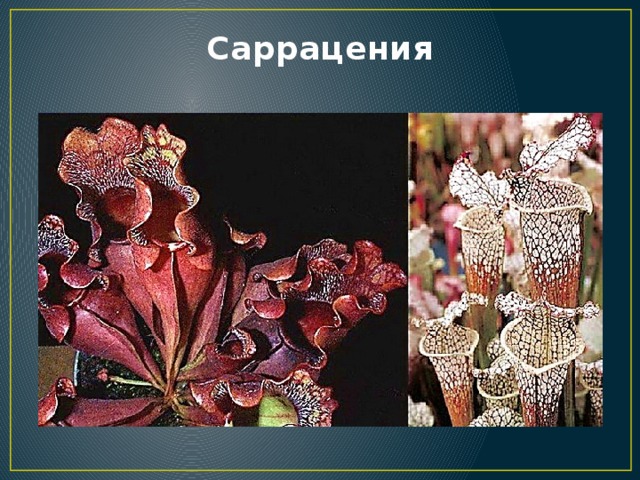 Саррацения 