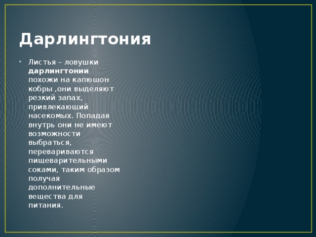 Дарлингтония Листья – ловушки дарлингтонии похожи на капюшон кобры ,они выделяют резкий запах, привлекающий насекомых. Попадая внутрь они не имеют возможности выбраться, перевариваются пищеварительными соками, таким образом получая дополнительные вещества для питания. 