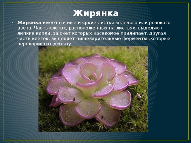 Жирянка Жирянка имеет сочные и яркие листья зеленого или розового цвета. Часть клеток, расположенных на листьях, выделяют липкие капли, за счет которых насекомое прилипает, другая часть клеток, выделяет пищеварительные ферменты ,которые переваривают добычу 