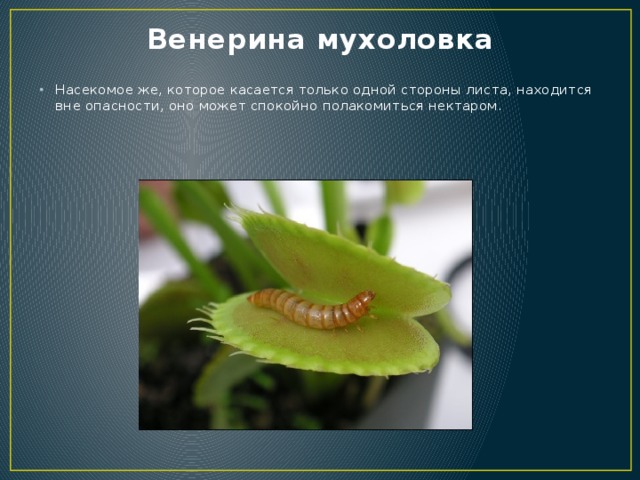 Венерина мухоловка Насекомое же, которое касается только одной стороны листа, находится вне опасности, оно может спокойно полакомиться нектаром. 