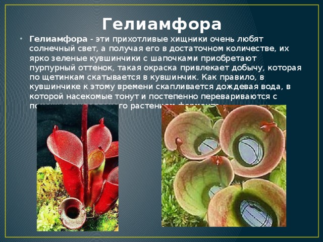 Гелиамфора Гелиамфора - эти прихотливые хищники очень любят солнечный свет, а получая его в достаточном количестве, их ярко зеленые кувшинчики с шапочками приобретают пурпурный оттенок, такая окраска привлекает добычу, которая по щетинкам скатывается в кувшинчик. Как правило, в кувшинчике к этому времени скапливается дождевая вода, в которой насекомые тонут и постепенно перевариваются с помощью выделяемого растением фермента. 