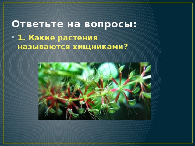 Ответьте на вопросы: 1. Какие растения называются хищниками? 