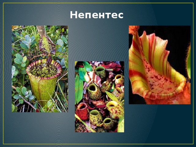 Непентес 