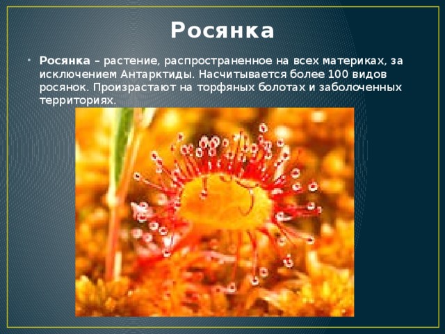 Росянка Росянка – растение, распространенное на всех материках, за исключением Антарктиды. Насчитывается более 100 видов росянок. Произрастают на торфяных болотах и заболоченных территориях. 