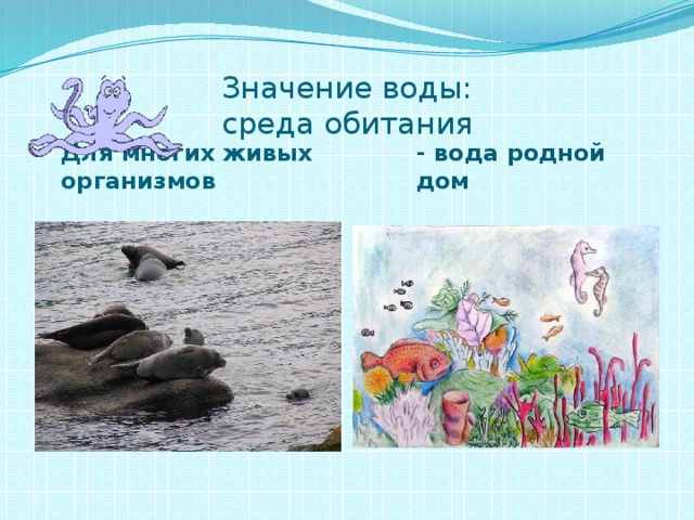 Значение воды:  среда обитания Для многих живых организмов - вода родной дом 