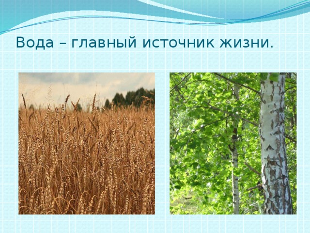 Вода – главный источник жизни. 