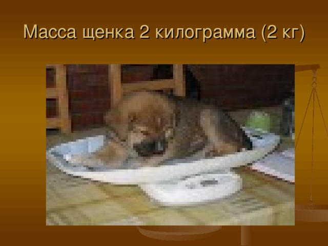 Масса щенка 2 килограмма (2 кг) 