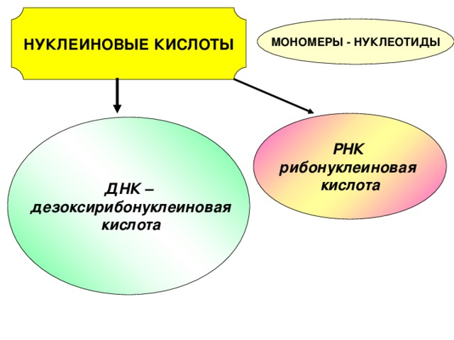 НУКЛЕИНОВЫЕ КИСЛОТЫ МОНОМЕРЫ - НУКЛЕОТИДЫ РНК рибонуклеиновая кислота ДНК –  дезоксирибонуклеиновая  кислота 